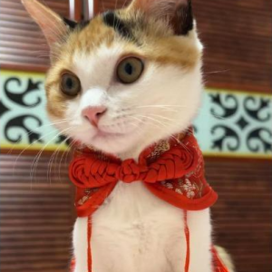Handcrafted Chinese Inspired Pet Cape Cheongsam Style Cloak With Traditional Knot For Cats Small Dogs Elegant Four Season Pet Cape With Classic Chinese Button Detailing Stylish Lightweight And Cultura