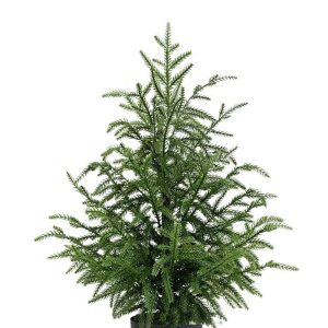 60CM Norfolk Pine Christmas Tree Front Door Saint Decoration