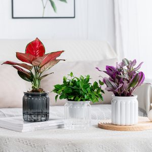 Self-absorbent Hydroponic Flowerpot Plastic Resin Transparent Small Green Plant Green Radish Succulent Phalaenopsis Pot